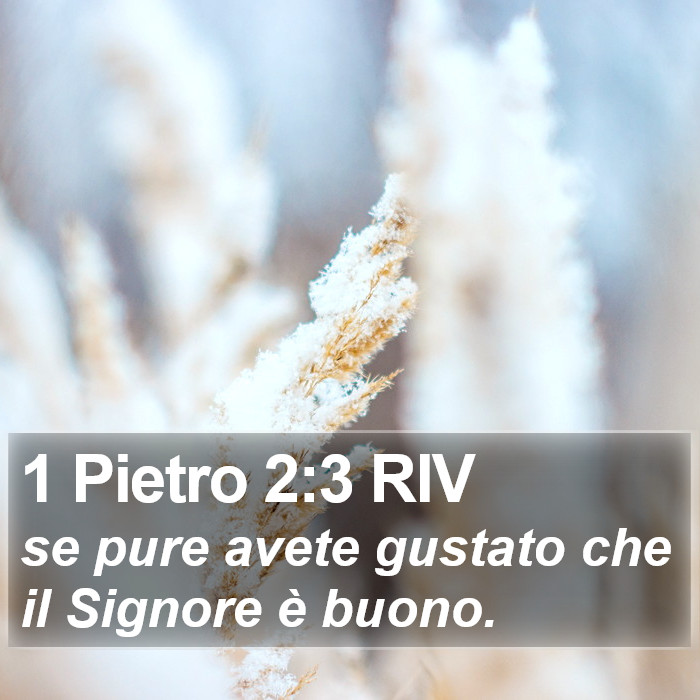 Il libro di 1 Pietro - se pure avete gustato che il Signore è buono. 1 Pietro 2:3 RIV