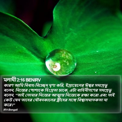 কারণ আমি বিবাহ-বিচ্ছেদ ঘৃণা করি, ইস্রায়েলের ঈশ্বর সদাপ্রভু বলেন, নিজের পোশাকে হিংস্রতা ঢাকে, এটা বাহিনীগণের সদাপ্রভু বলেন, “তাই তোমার নিজের আত্মায় নিজেকে রক্ষা করো এবং তাই কেউ যেন তাদের যৌবনকালের স্ত্রীদের সঙ্গে বিশ্বাসঘাতকতা না করে।” মালাখি (Malachi) 2:16